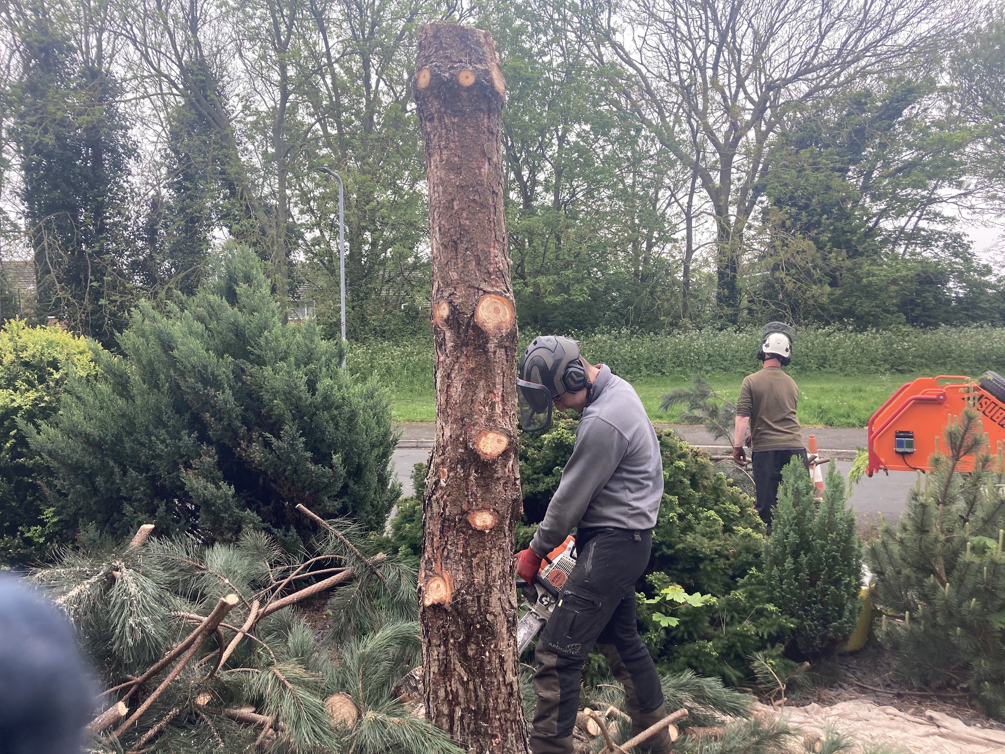 Tree Wizard crew cutting up a felled pine with a chainsaw, chipper behind