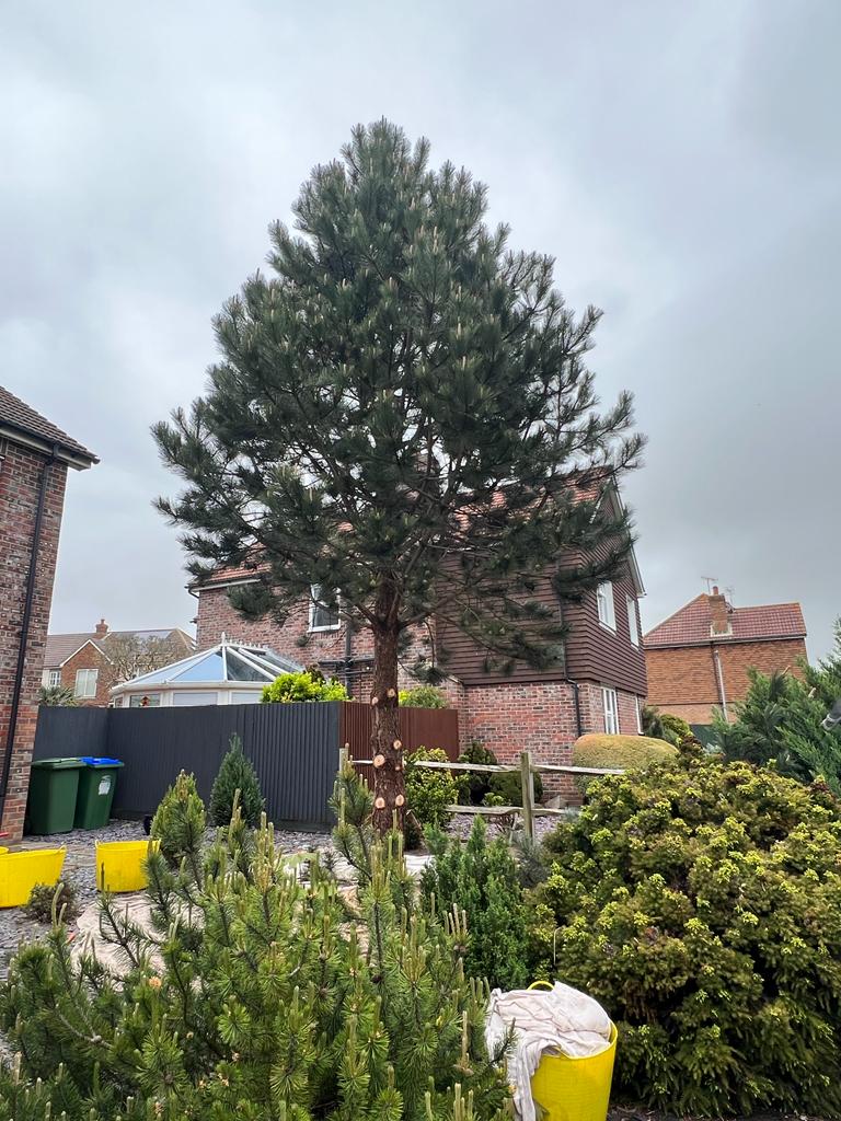 A tall pine in a front garden in Seaford