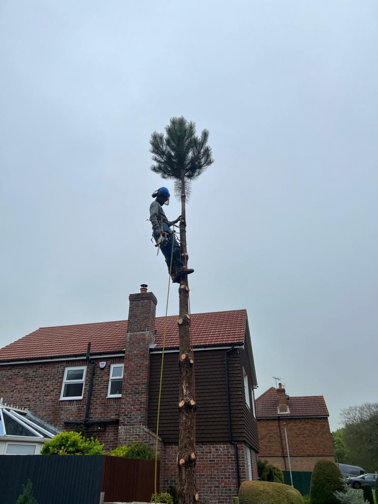 A Tree Wizard climber roped up a tall pine beside a house
