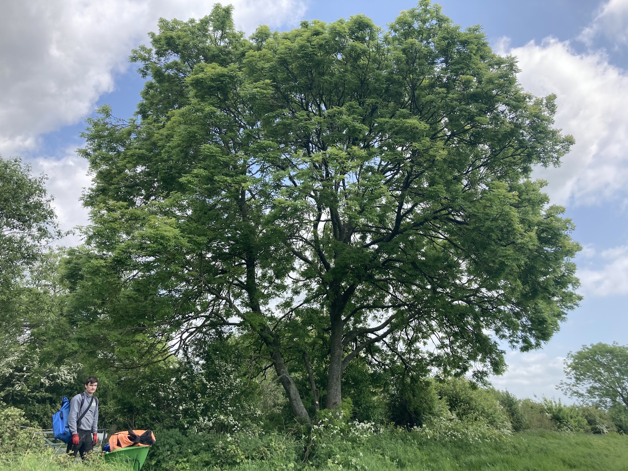 Crew at the foot of a large broadleaf tree in an open field