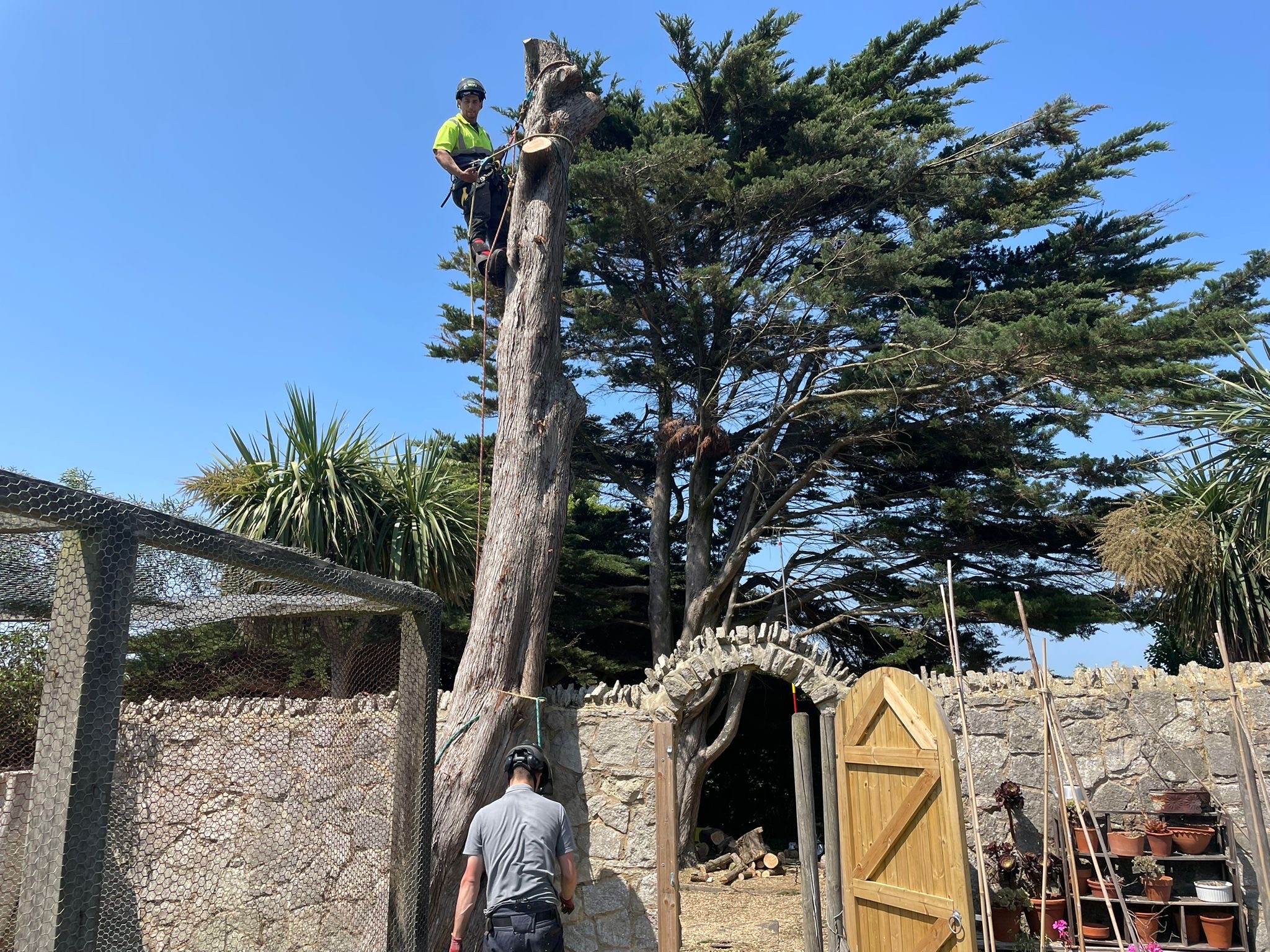 Climber taking down a dead trunk above a flint-walled garden